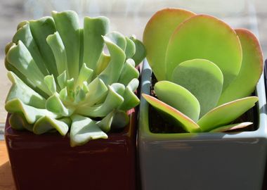 succulent trio