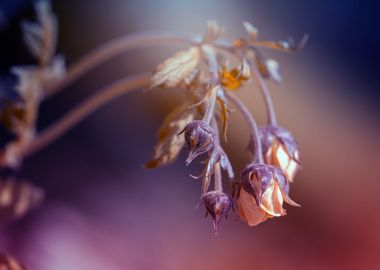 Spring orange flower