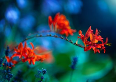 Enchanted garden, flowers