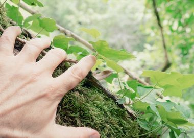 Forest hand pov discovery 