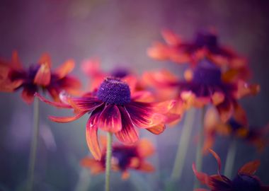 Red rudbeckia in garden