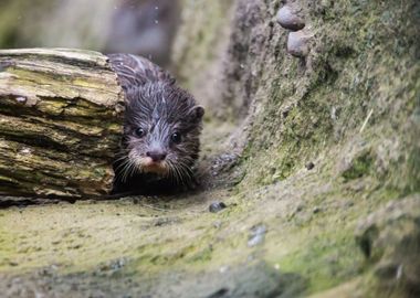 Hedgehog peek a boo