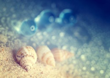 Snail shells on the beach