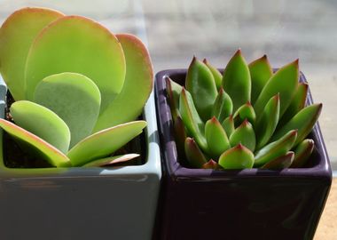 succulent trio 2