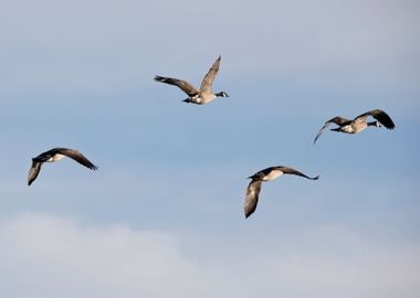 Four geese in flight