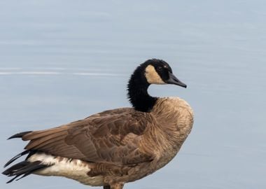 Canadian Goose coldweather