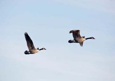 Two geese in the sky