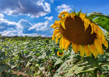 Sunflower