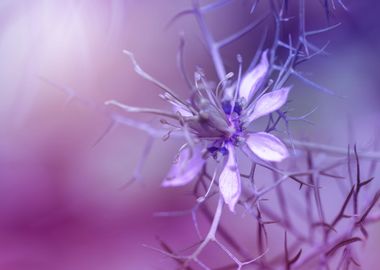 Purple Nigella flower