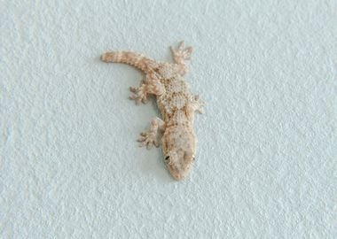 Gecko white wall detail