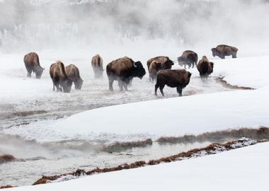 Bison Migration