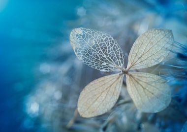 Blue hydrangea and drops