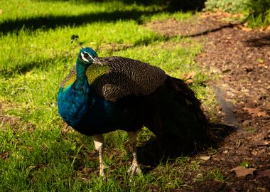 Peacocks of Faro