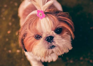 SHIH TZU