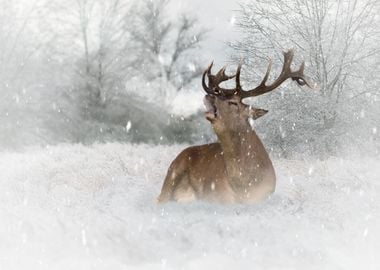 Mystic Animal Pictures