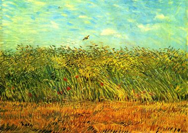 wheat field with a lark