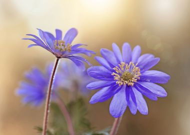 Purple Anemone