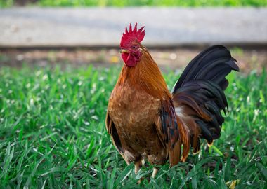 Beautiful Rooster