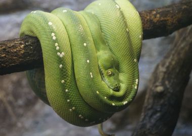 Hanging from a branch 