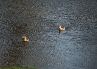 Egyptian Geese in a river