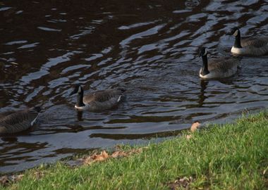 Four Canada Geese