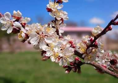 Beautiful flowers