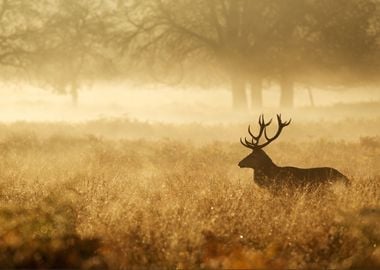 Stag Silhouette in mist