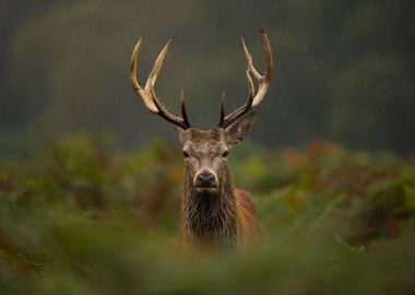 Red Deer Stag in the rain