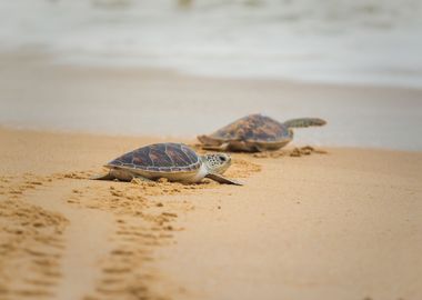 Baby Hawksbill Sea Turtle