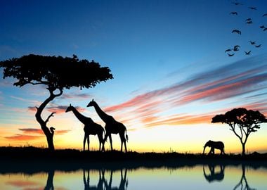 Safari Sunset