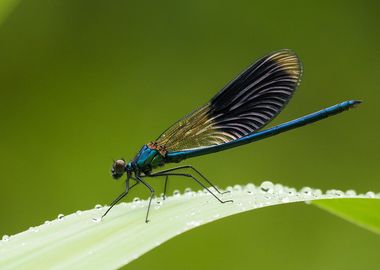 Dragonfly