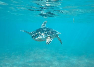 Sea turtle in tulum beach