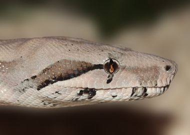 Head of a snake