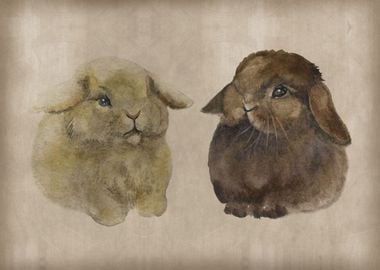 The two rabbits