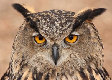 Eurasian Eagle Owl