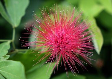 calliandra flower