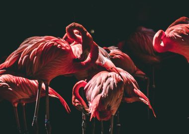 Flamingo