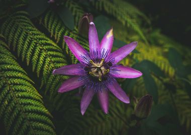 Passion Flower in Garden