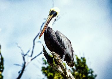 Pelican