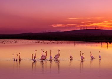 Flamingo lake