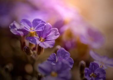 Violet flowers in garden