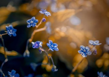 Blue flowers in the garden