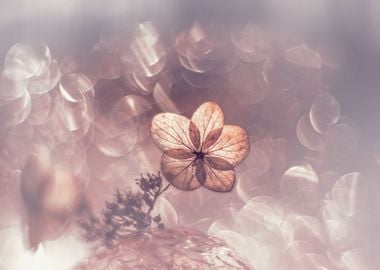 Macro hydrangea flower