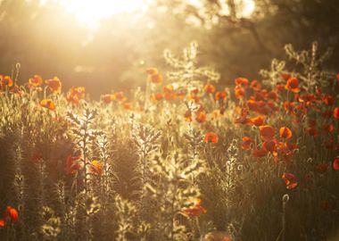 Klatschmohn Poppy