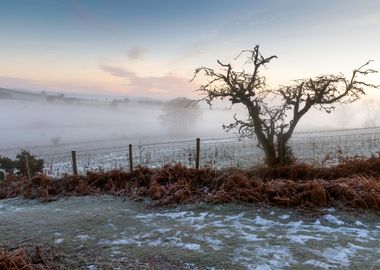 A bare tree in Winter