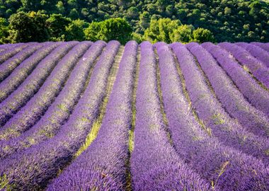 Lavender Field