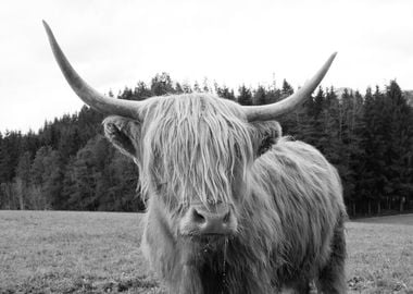 Highland Cow 6