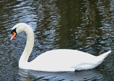 A Swans Graceful Glide