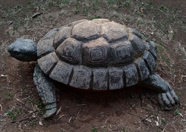 Tortoise Statue