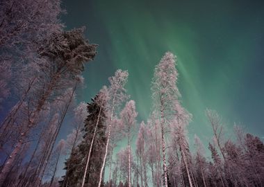 Snow Forest and Aurora